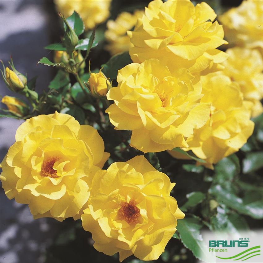 Beetrose Friesia Gelb - Duftrose Im 7L Topf, Winterhart & Reichblühend