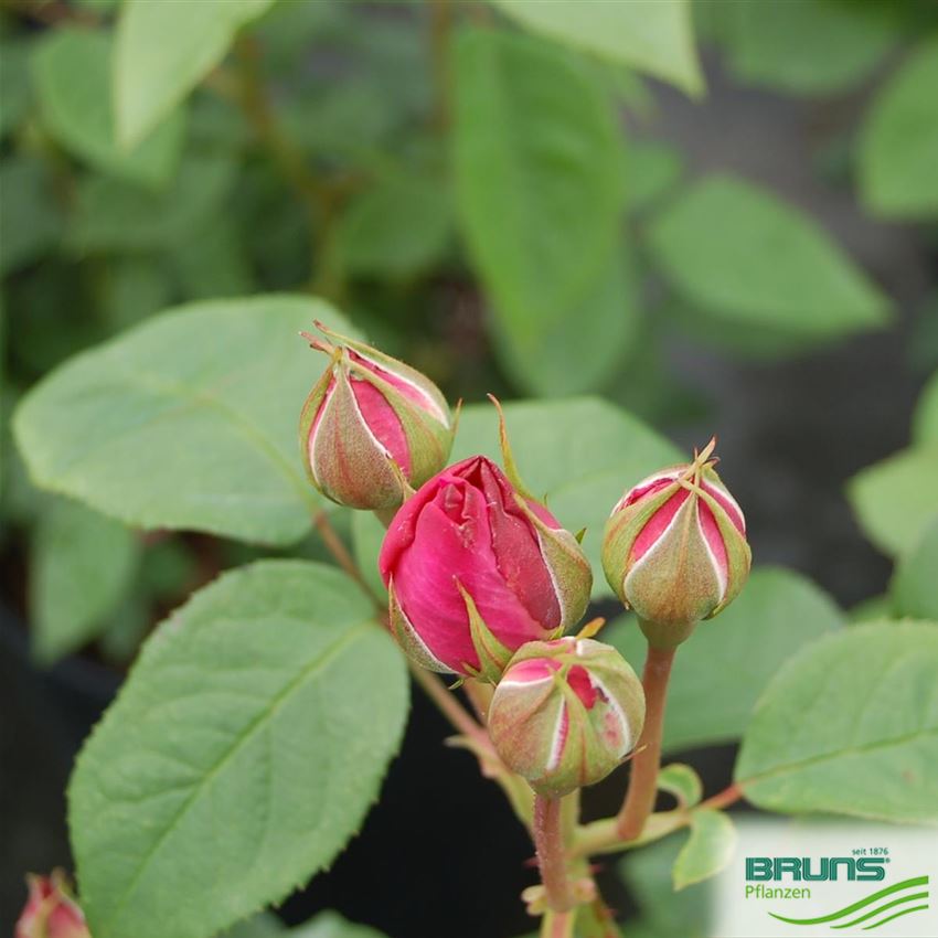 Strauchrose 'Mary Rose' (R) von Bruns Pflanzen