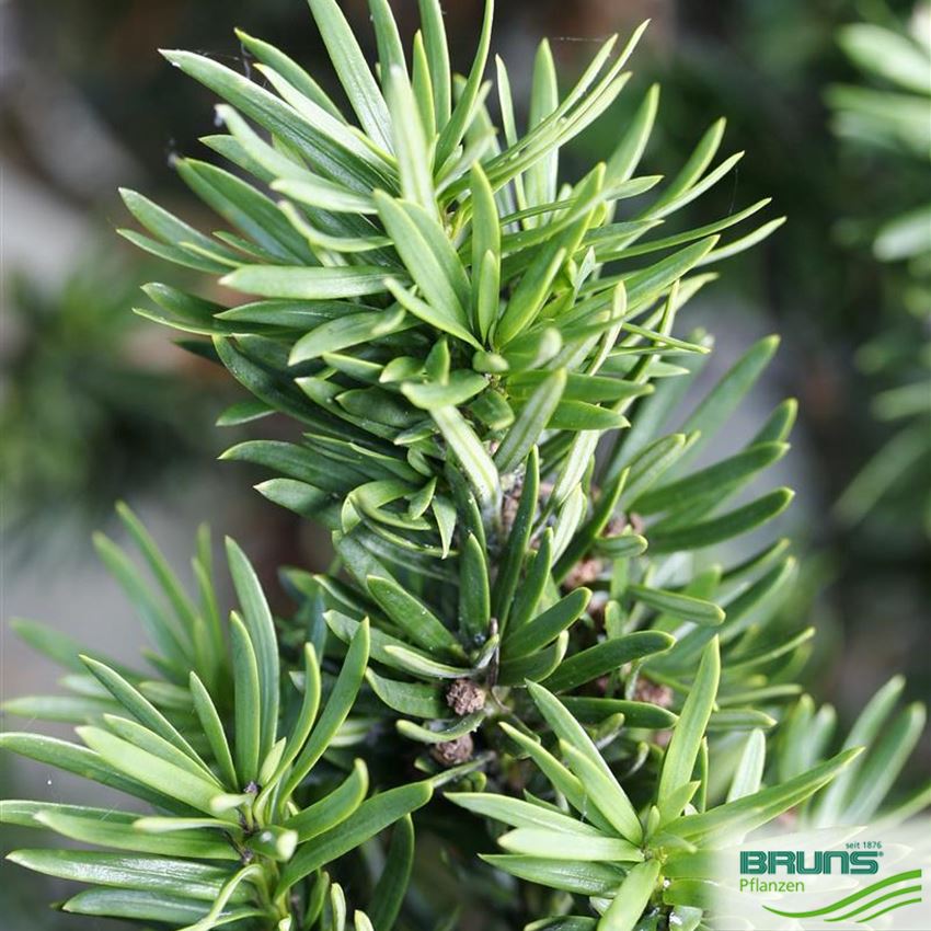 Taxus baccata 'Fastigiata', Irish yew von Bruns Pflanzen