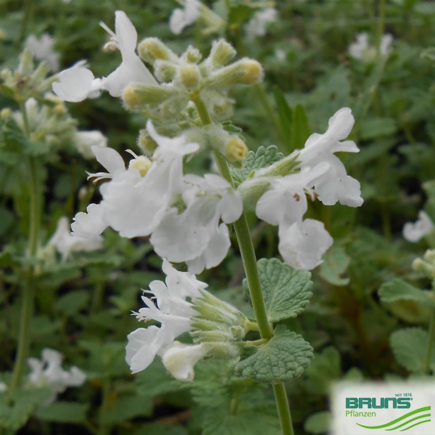 Nepeta racemosa 'Snowflakes' von Bruns Pflanzen