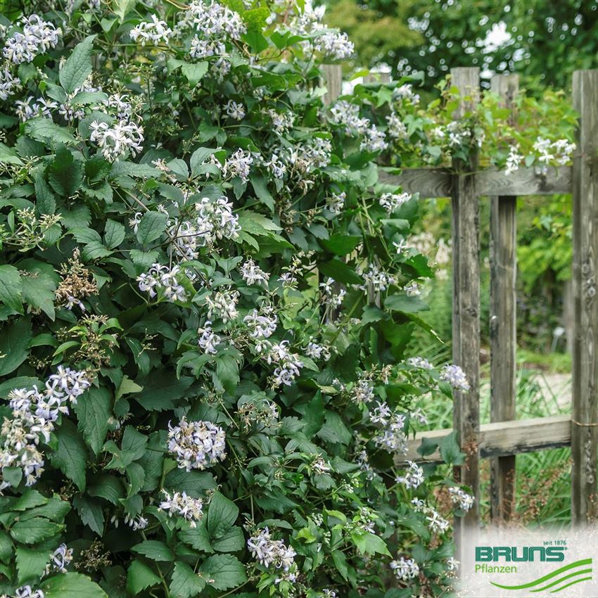 Clematis x jouiniana 'Praecox' von Bruns Pflanzen