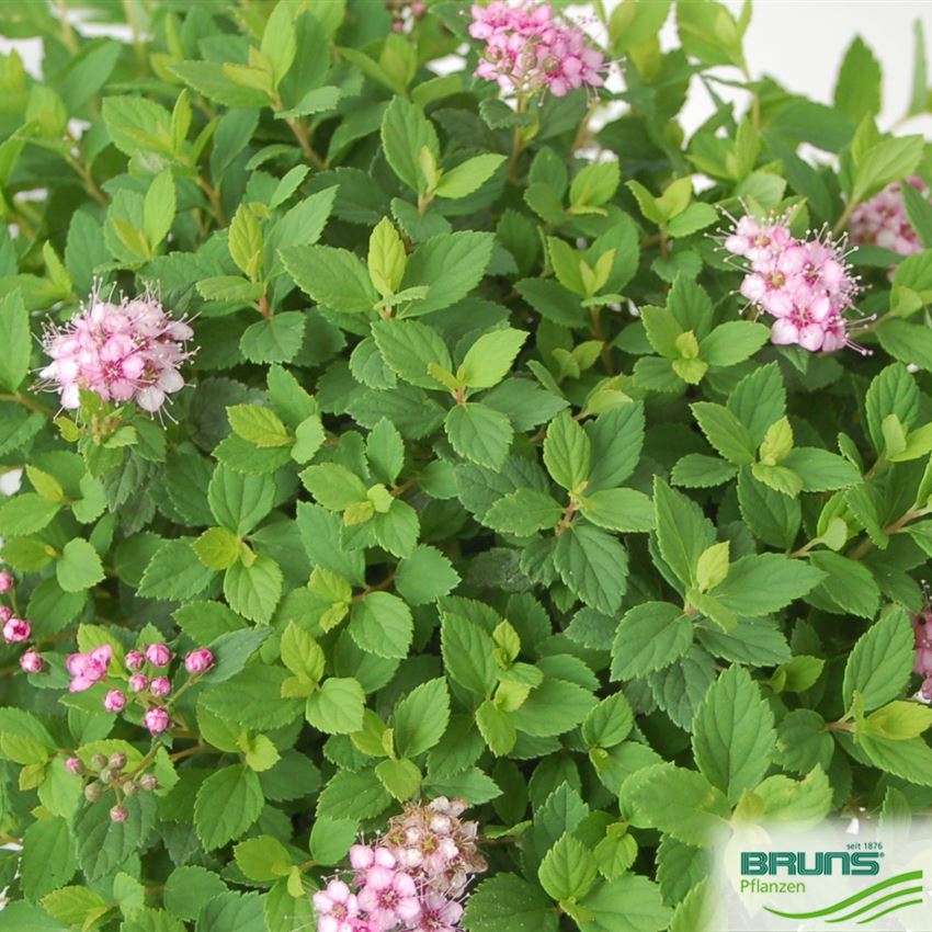 Zwerg-Spiere 'Little Princess' 20-30cm - Winterharter Kleinstrauch