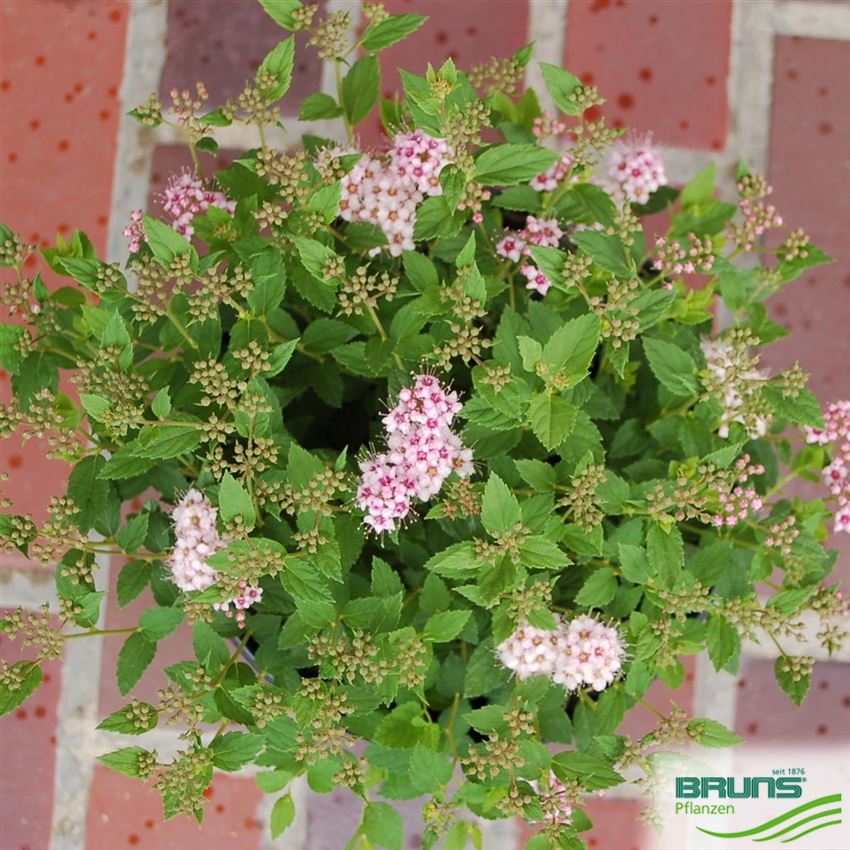 Spiraea japonica Little Princess