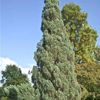 Pinus_sylvestris_Fastigiata_2007_8868.jpg