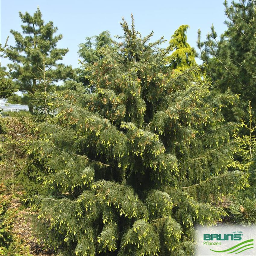 Picea breweriana, SiskiyouFichte, MähnenFichte von Bruns Pflanzen