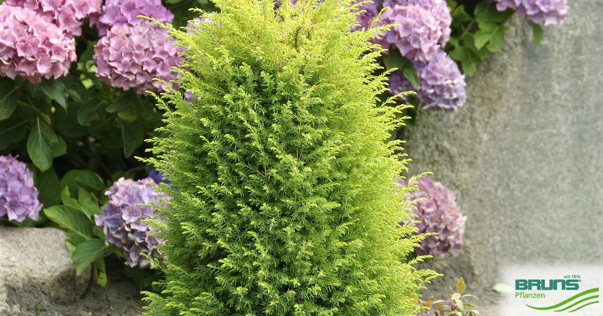 Juniperus communis 'Gold Cone' von Bruns Pflanzen