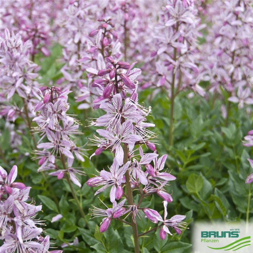 Dictamnus albus, Diptam, Brennender Busch von Bruns Pflanzen