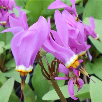 Dodecatheon_meadia_WI_Q1.jpg