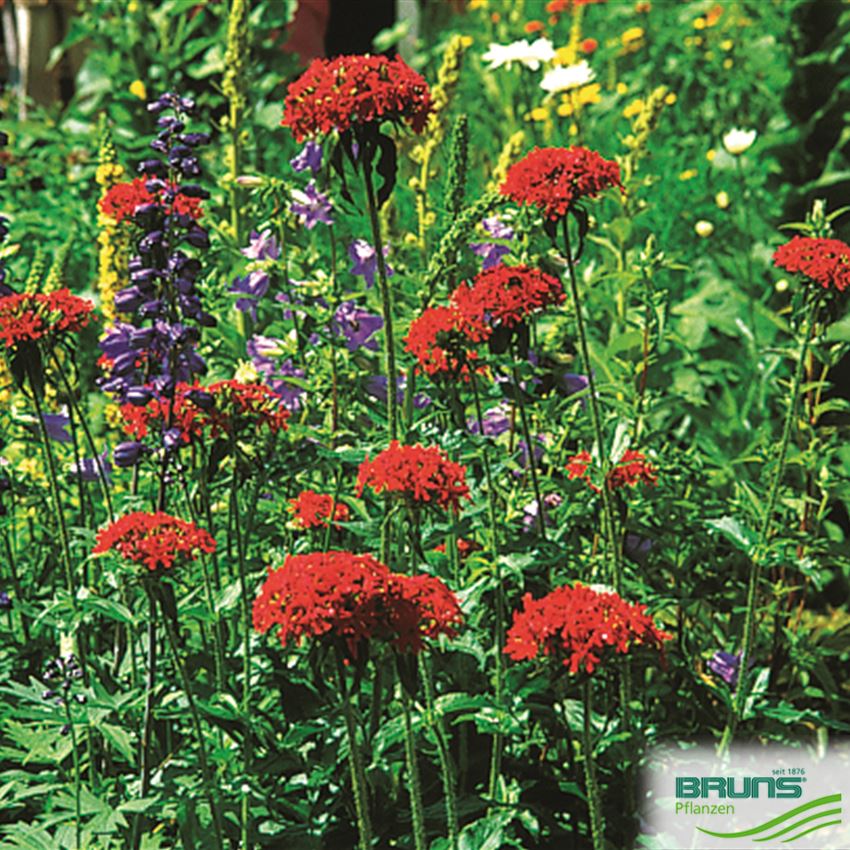 Lychnis chalcedonica, Brennende Liebe von Bruns Pflanzen