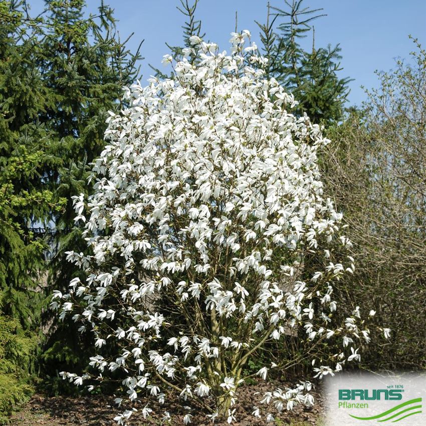 Magnolia x kewensis 'Wadas Memory' von Bruns Pflanzen