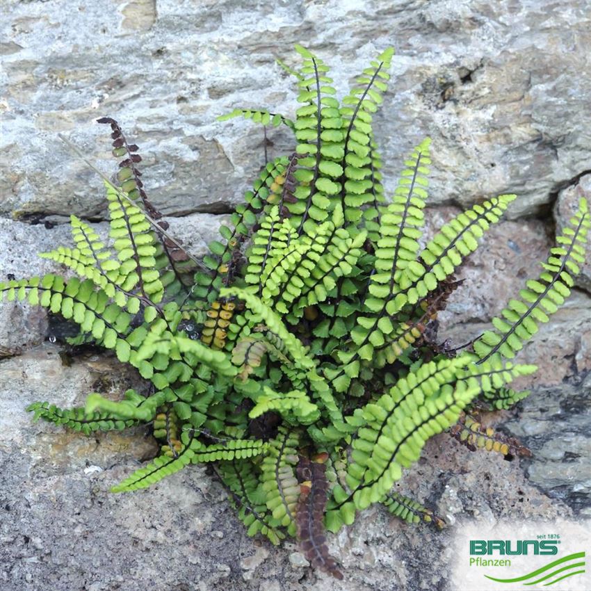 Asplenium Trichomanes Schwarzbraune Steinfeder Von Bruns Pflanzen   Asplenium Trichomanes HRM Q1 850x850 Proportionalsmallest 