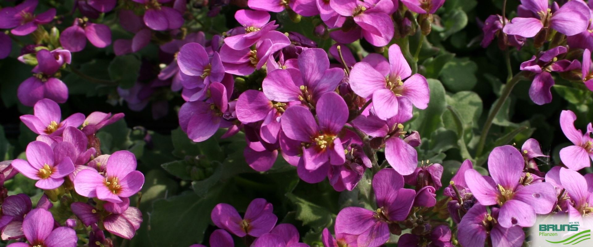 Arabis x arendsii von Bruns Pflanzen