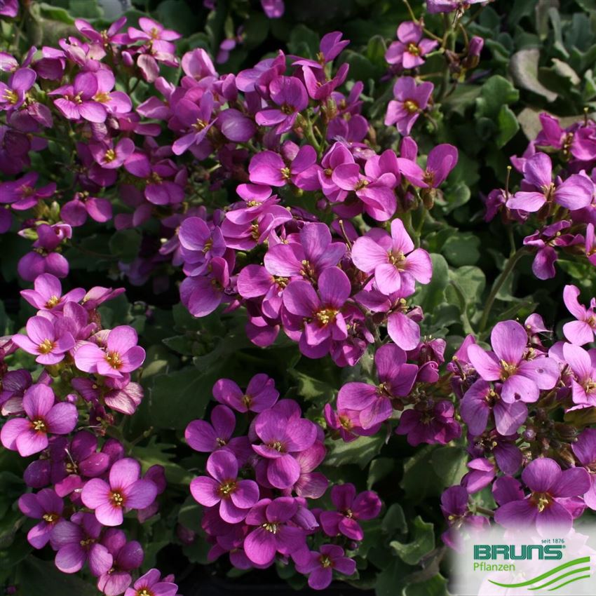 Arabis x arendsii von Bruns Pflanzen