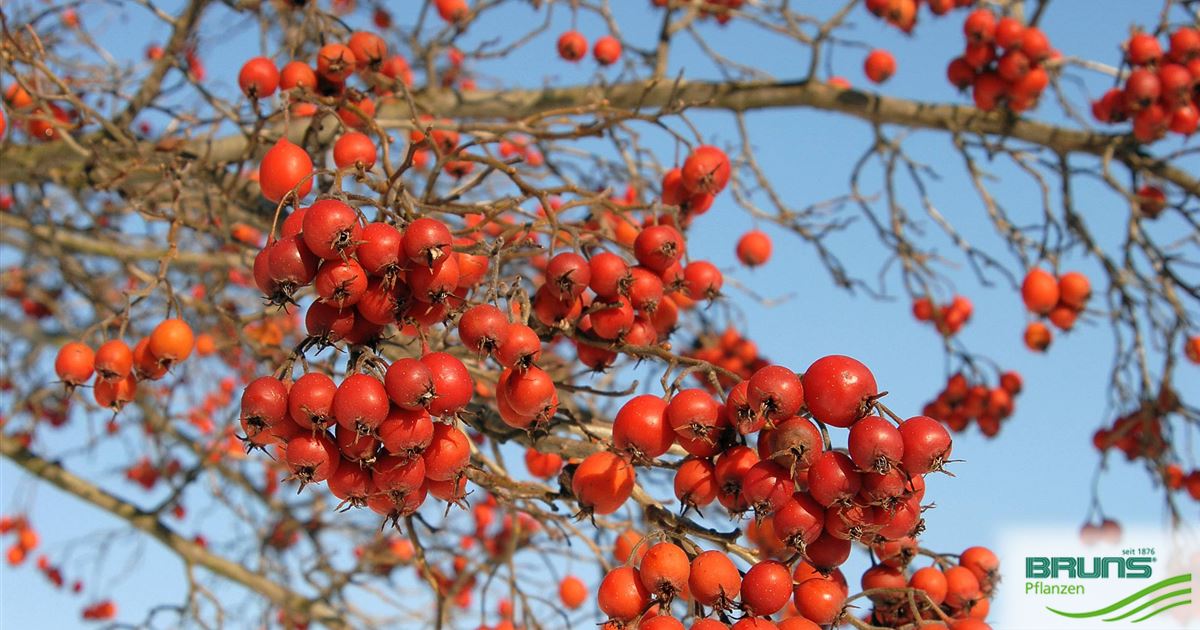 Crataegus Crus Galli Cockspur Thorn Von Bruns Pflanzen