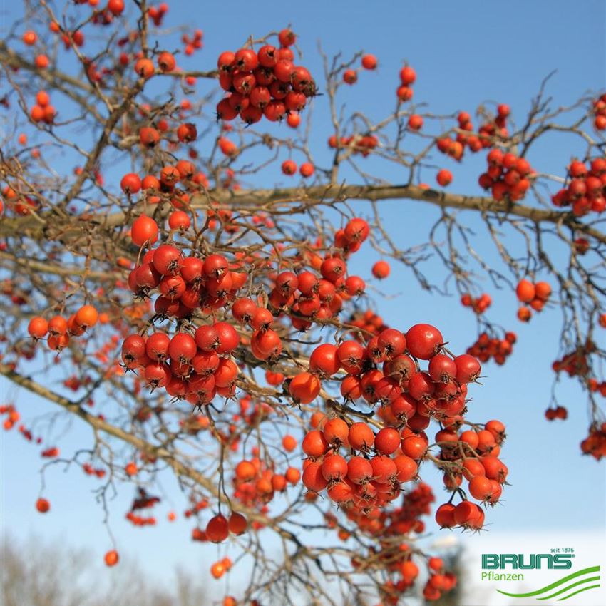 Crataegus Crus Galli Cockspur Thorn Von Bruns Pflanzen