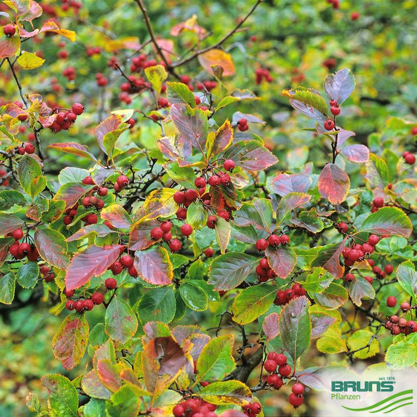 Crataegus Crus Galli Cockspur Thorn Von Bruns Pflanzen