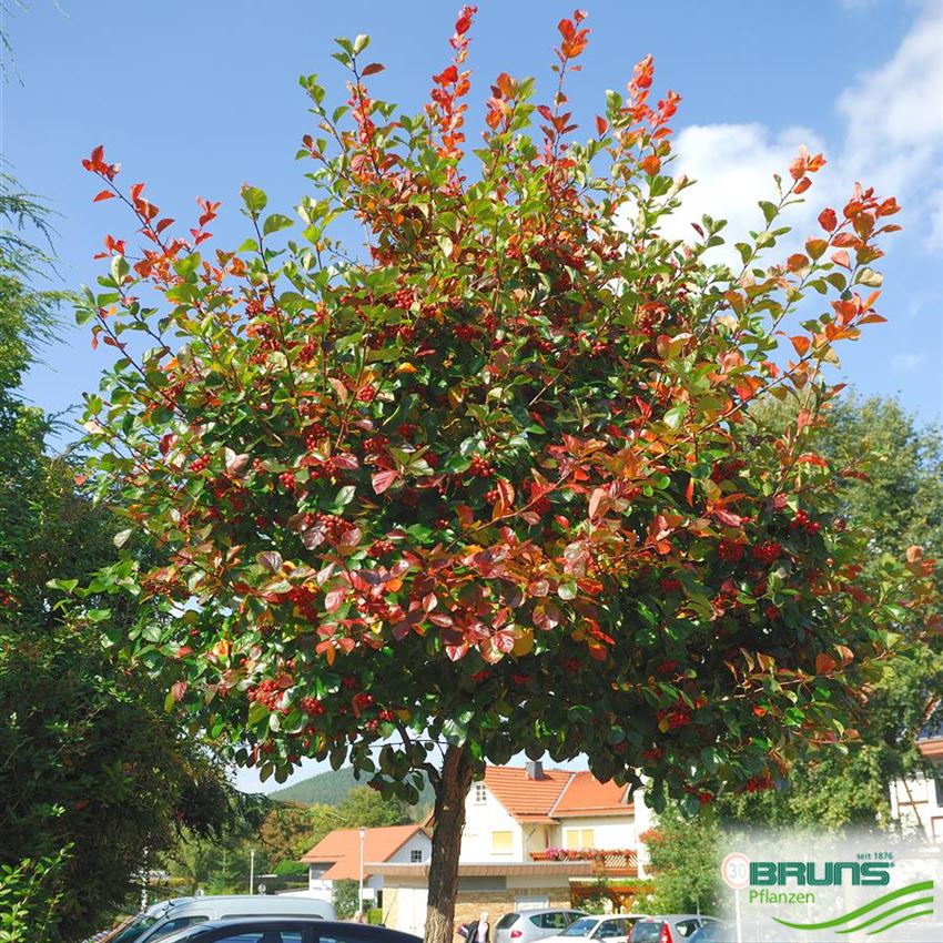 Crataegus Crus Galli Cockspur Thorn Von Bruns Pflanzen