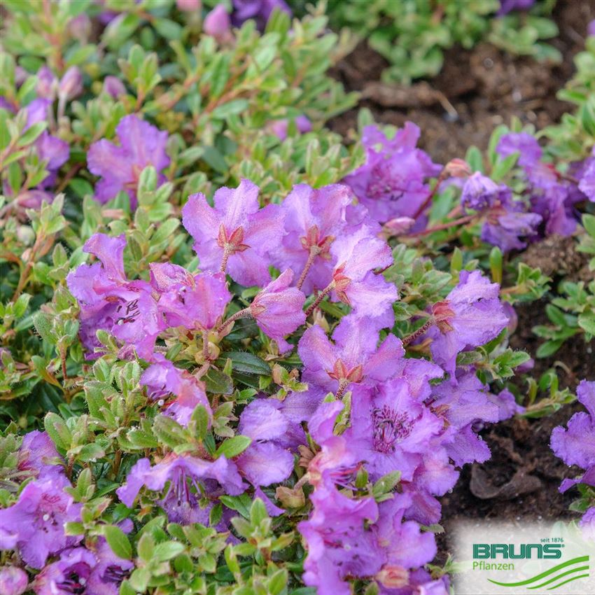 34+ Rhododendron Ohne Torf Pflanzen, Dieser artikel erläutert die