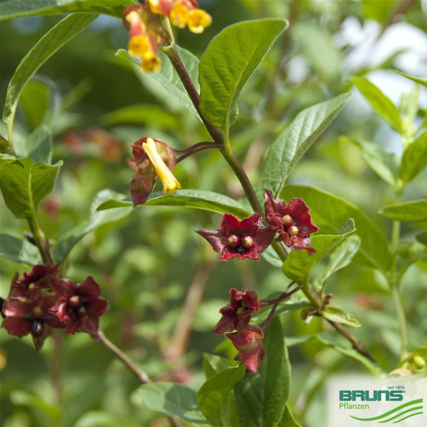 Lonicera Ledebourii Von Bruns Pflanzen lonicera-ledebourii-von-bruns-pflanzen