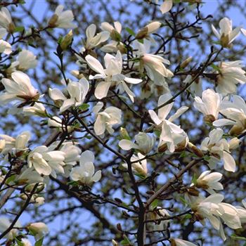 Magnolia_denudata_1999-1512.jpg