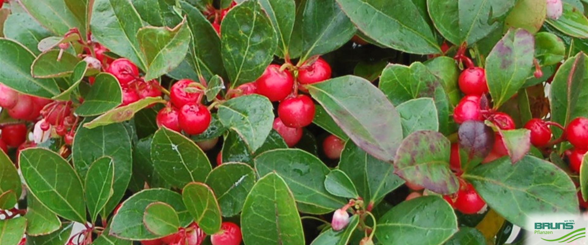 Gaultheria procumbens, Niederliegende Rebhuhnbeere von Bruns Pflanzen