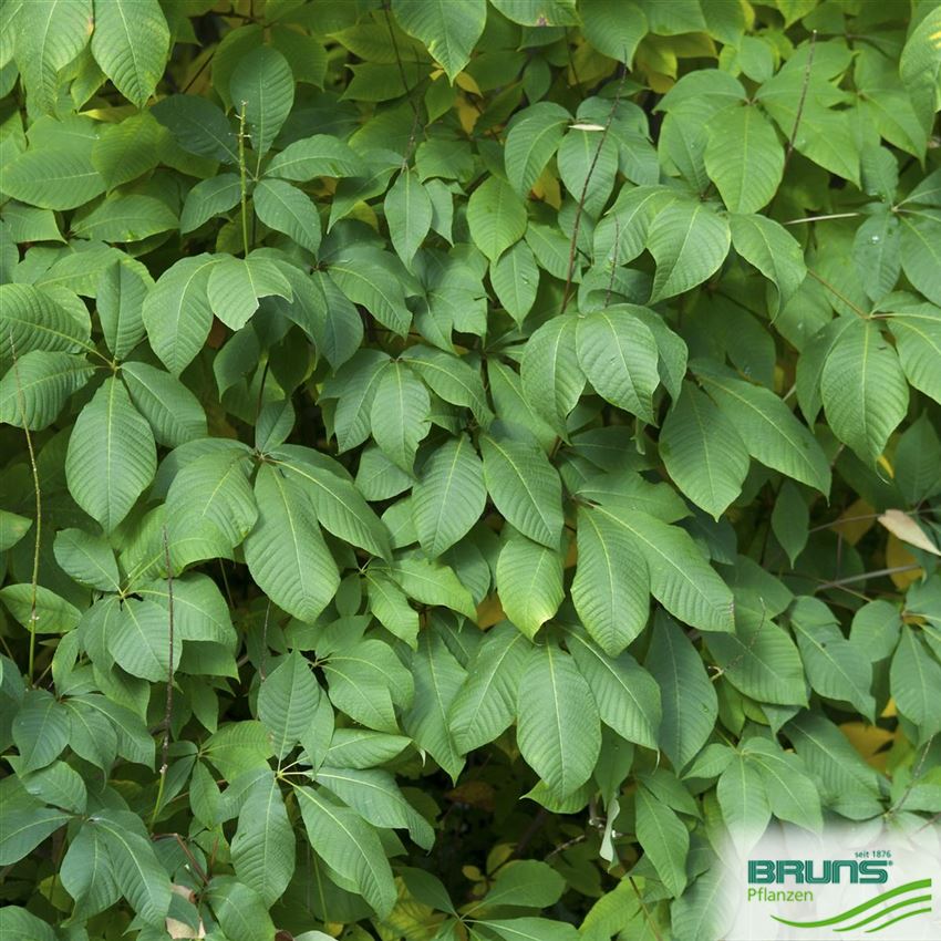 Aesculus parviflora, Strauchkastanie von Bruns Pflanzen