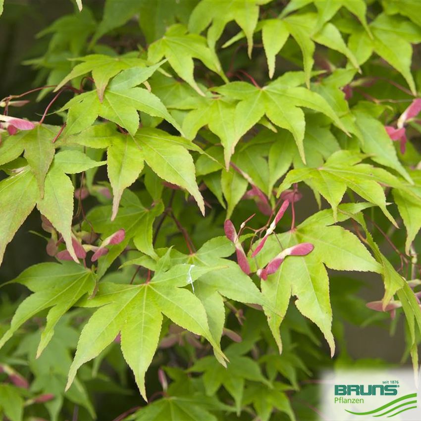 Acer Palmatum Osakazuki Von Bruns Pflanzen