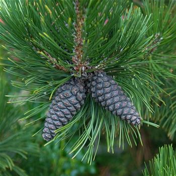 Pinus_leucodermis_2006_5853_q.jpg