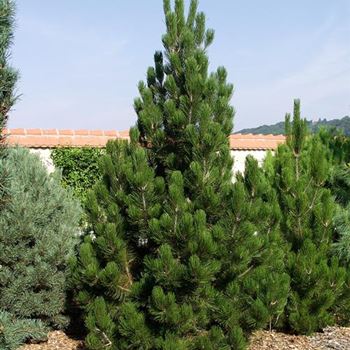 Pinus_leucodermis_2005-4215.jpg