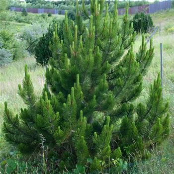 Pinus_leucodermis_2007-2079.jpg