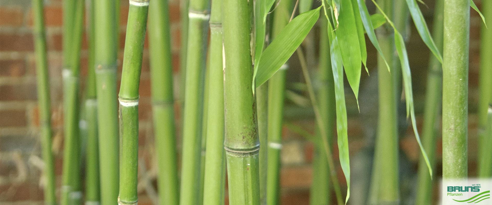 Phyllostachys viridiglaucescens von Bruns Pflanzen