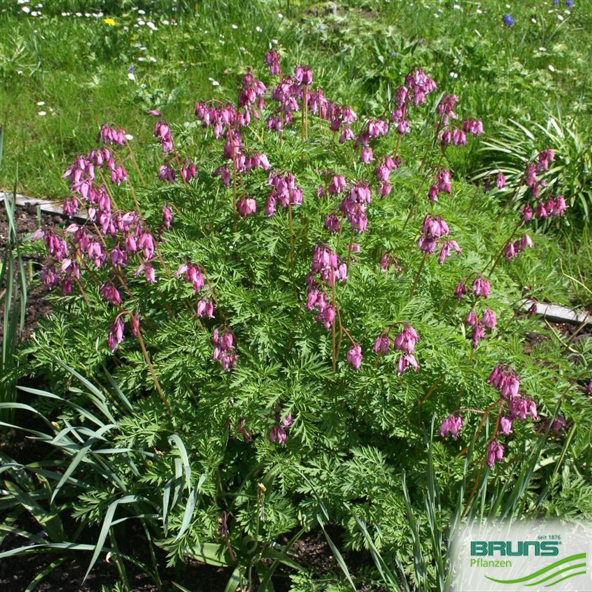 Dicentra eximia, ZwergHerzblume von Bruns Pflanzen