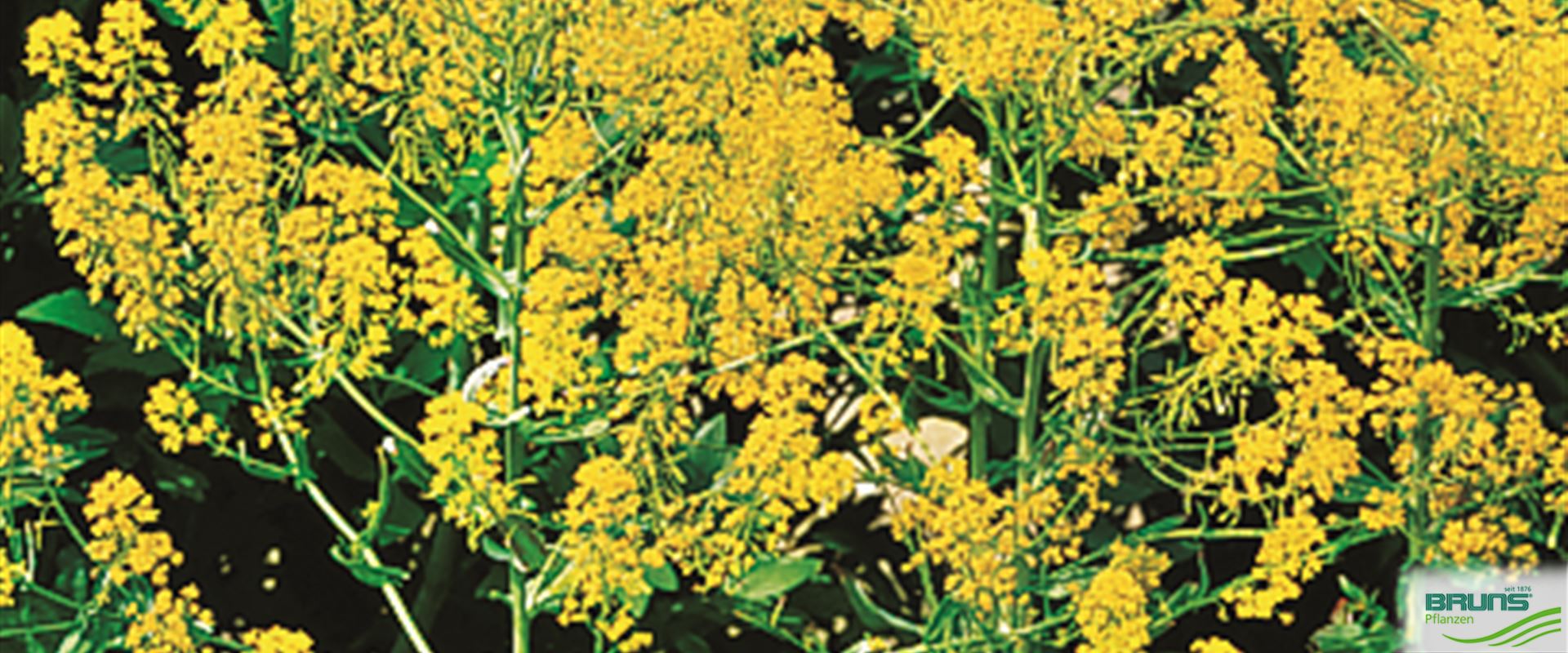 Isatis tinctoria, FärberWaid von Bruns Pflanzen