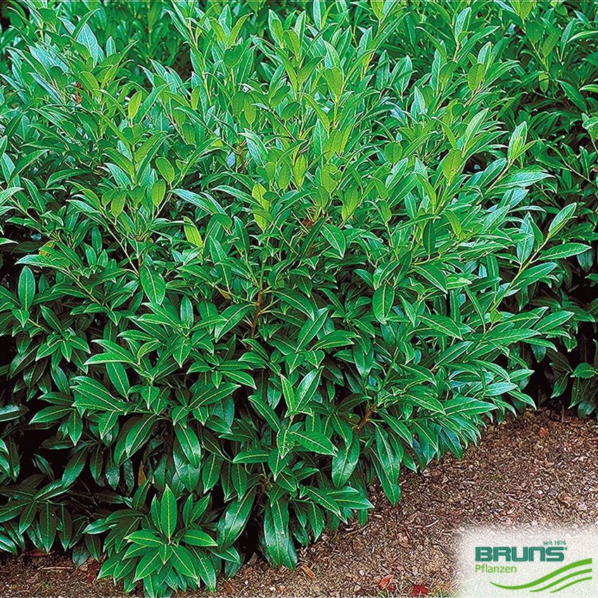 Prunus laurocerasus 'Herbergii' von Bruns Pflanzen