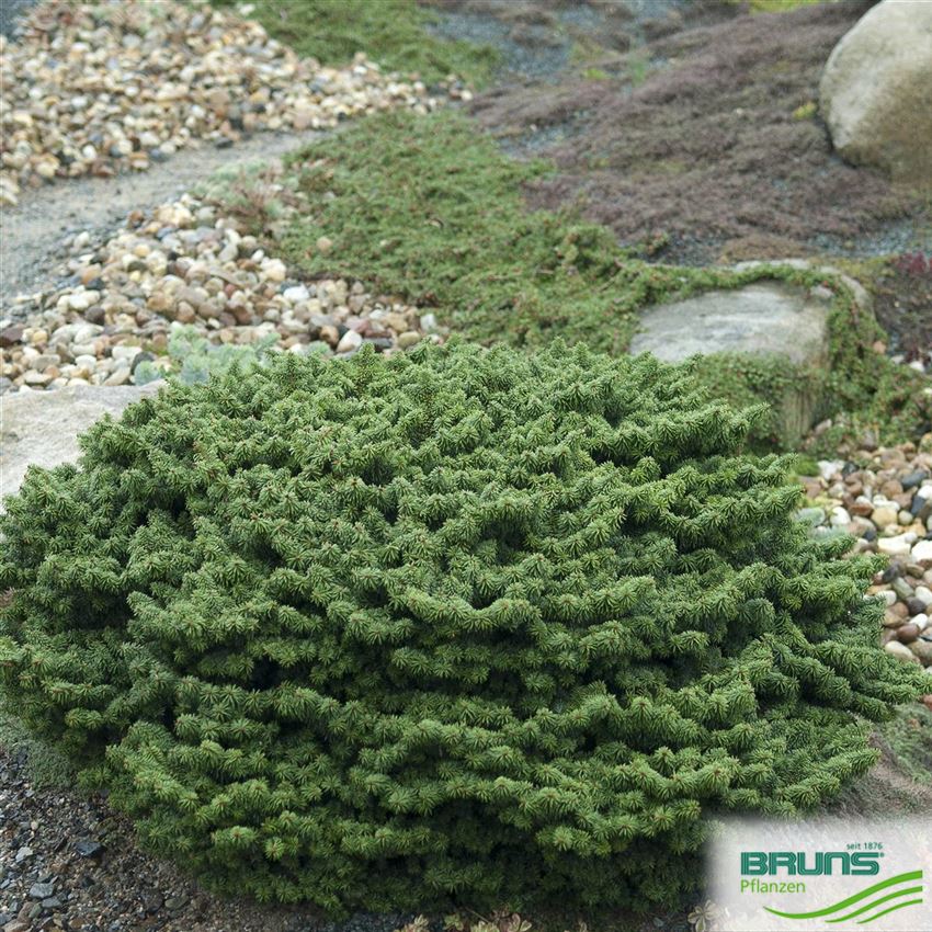Abies balsamea 'Nana', ZwergBalsamTanne von Bruns Pflanzen