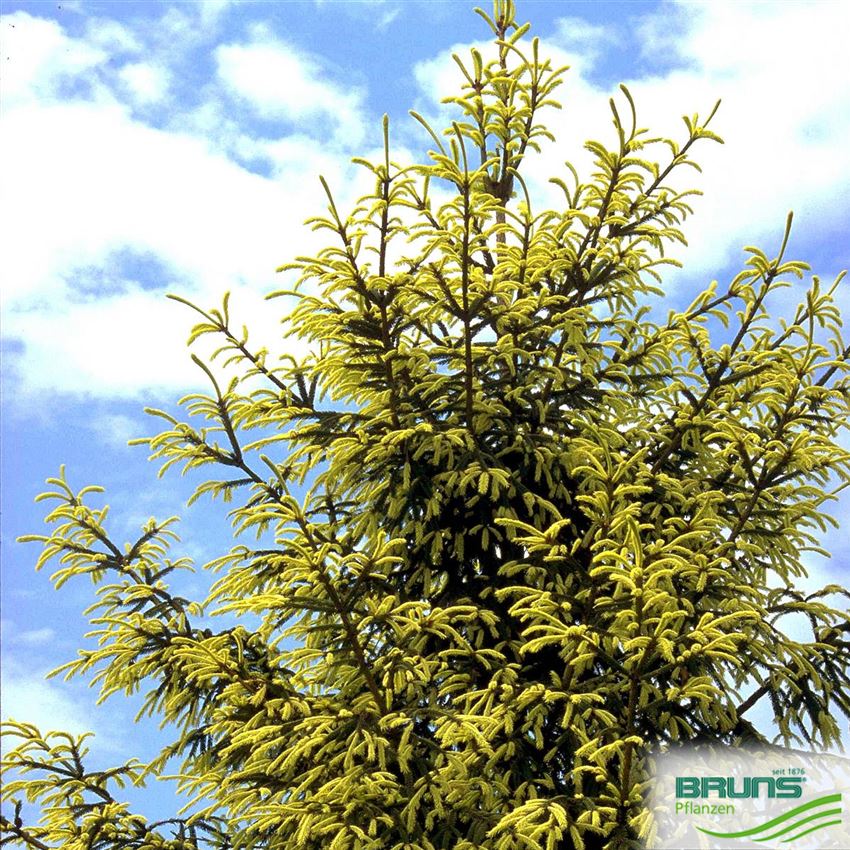 Gelbe Fichte 100-125cm Picea abies Aurea