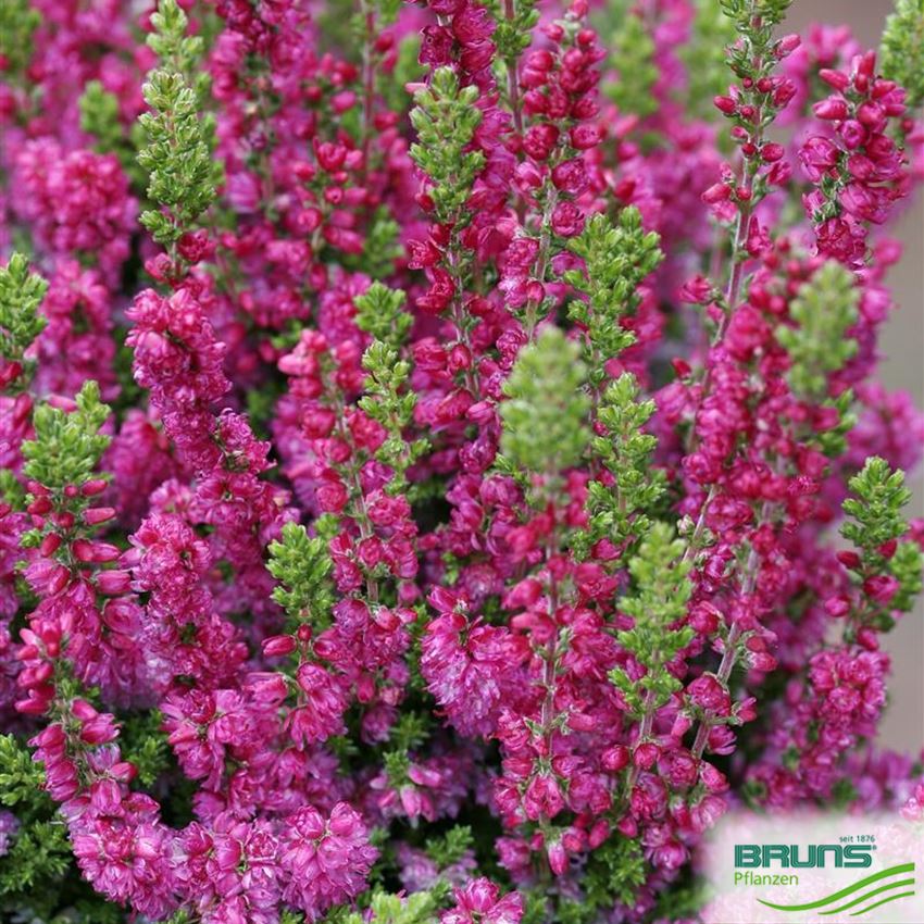 Calluna 'Dark Beauty' (S) von Bruns Pflanzen