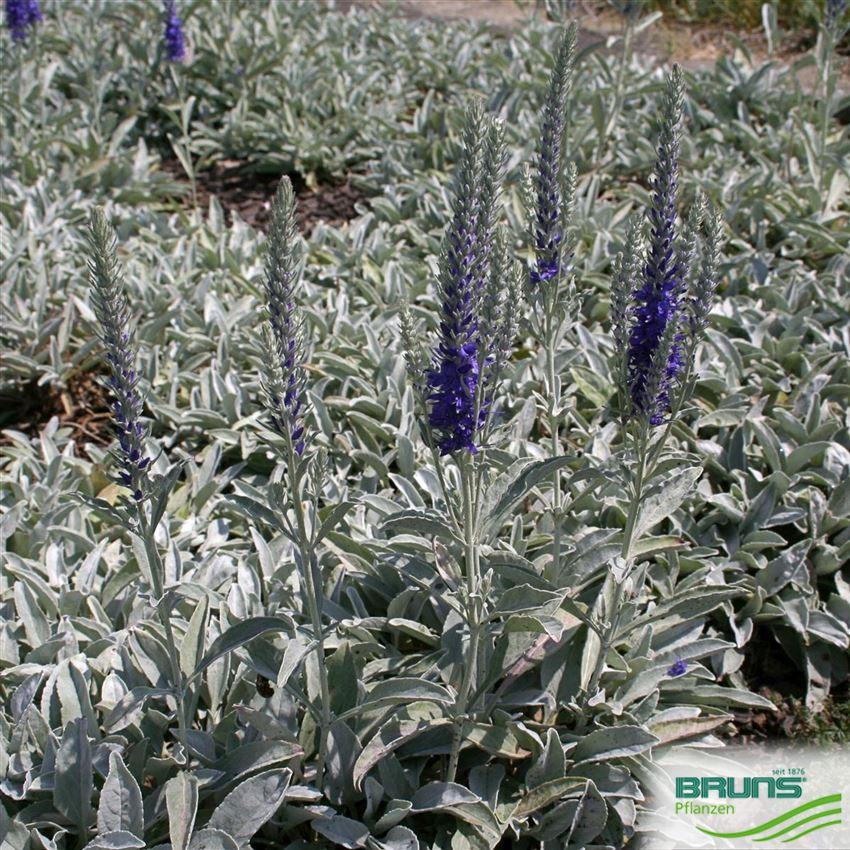 Veronica spicata ssp. incana von Bruns Pflanzen