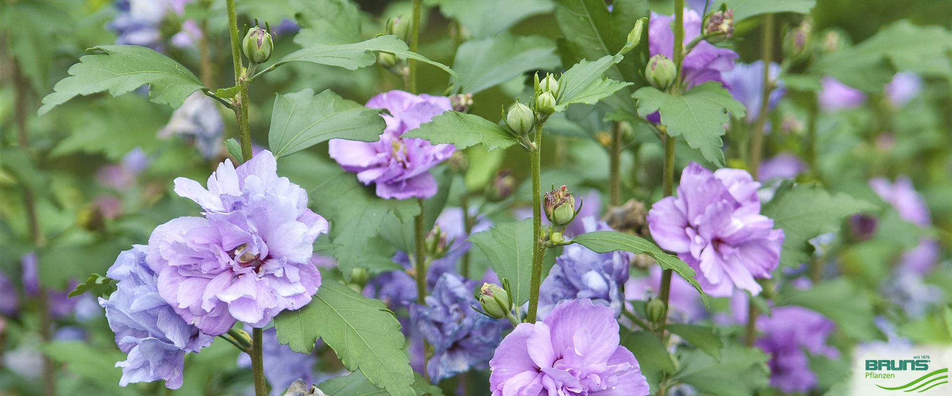 Hibiscus syriacus 'Ardens' von Bruns Pflanzen