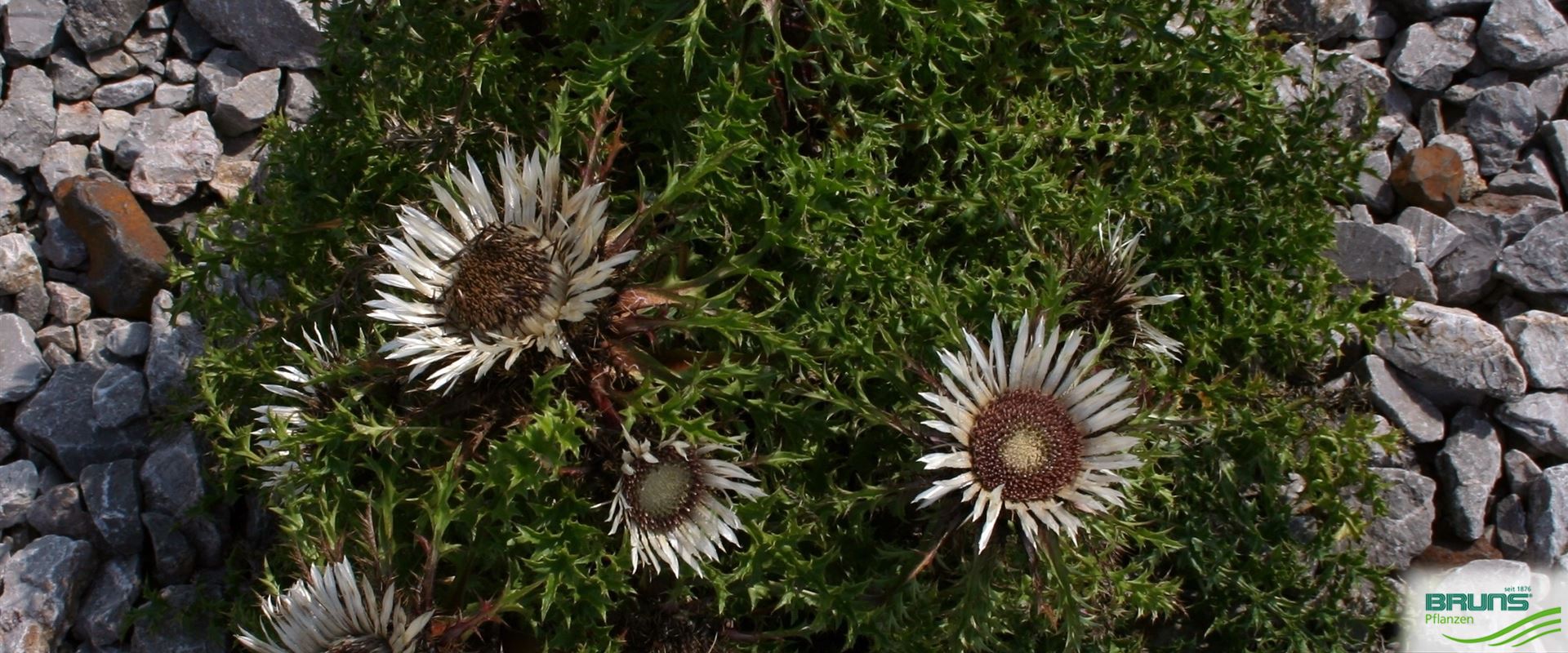 Carlina acaulis ssp. simplex von Bruns Pflanzen