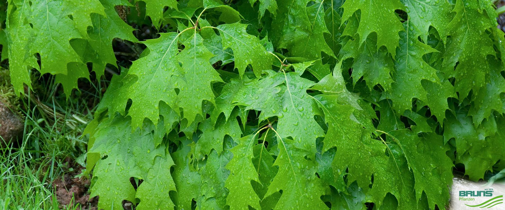 Quercus palustris 'Green Dwarf' von Bruns Pflanzen