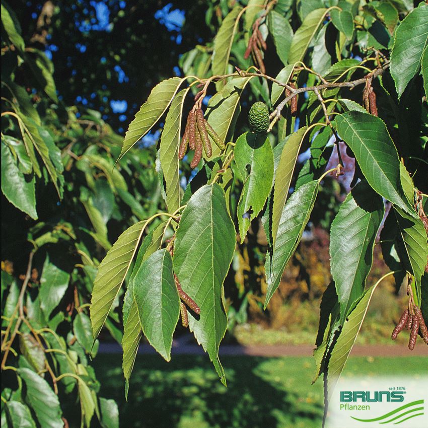 Alnus spaethii von Bruns Pflanzen