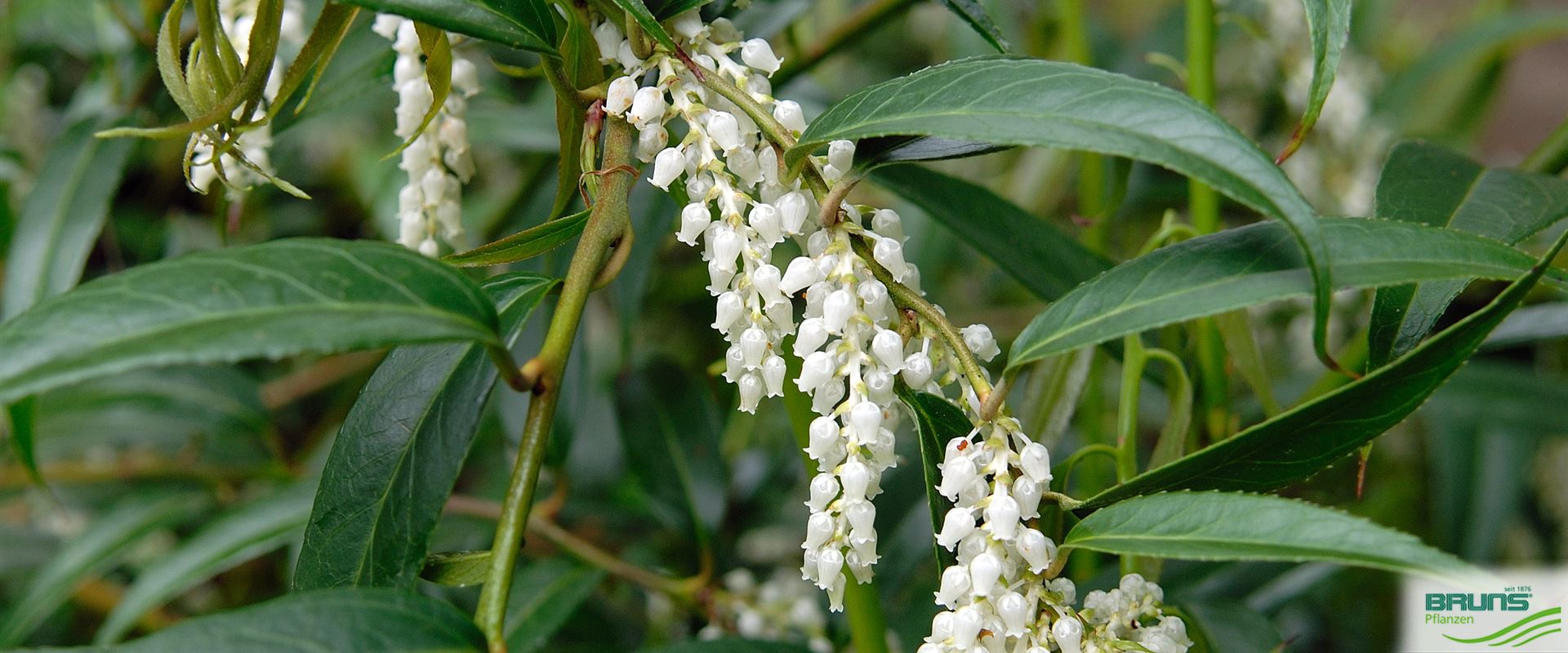 Leucothoe fontanesiana, Traubenheide von Bruns Pflanzen