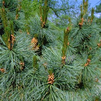 Pinus_pumila_Glauca_1999_0099_q.jpg