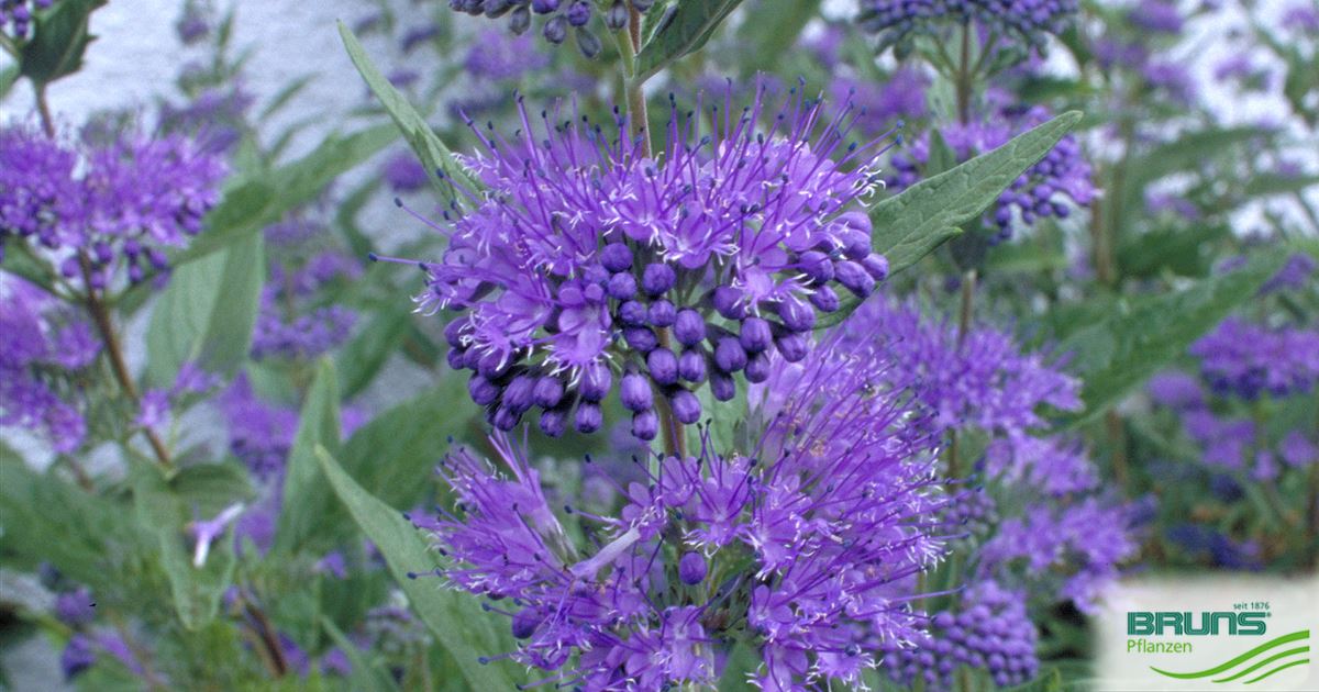 Caryopteris clandonensis 'Arthur Simmonds' von Bruns Pflanzen