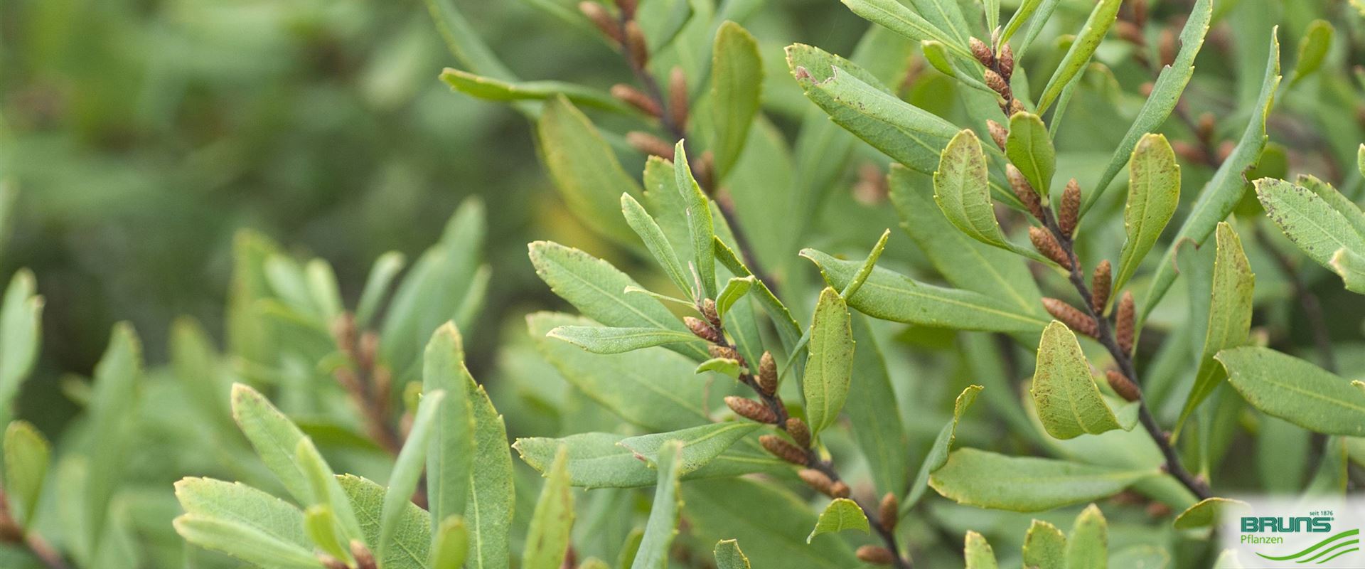 Myrica Gale - Moor-Gagelstrauch 30-40cm - Containerware