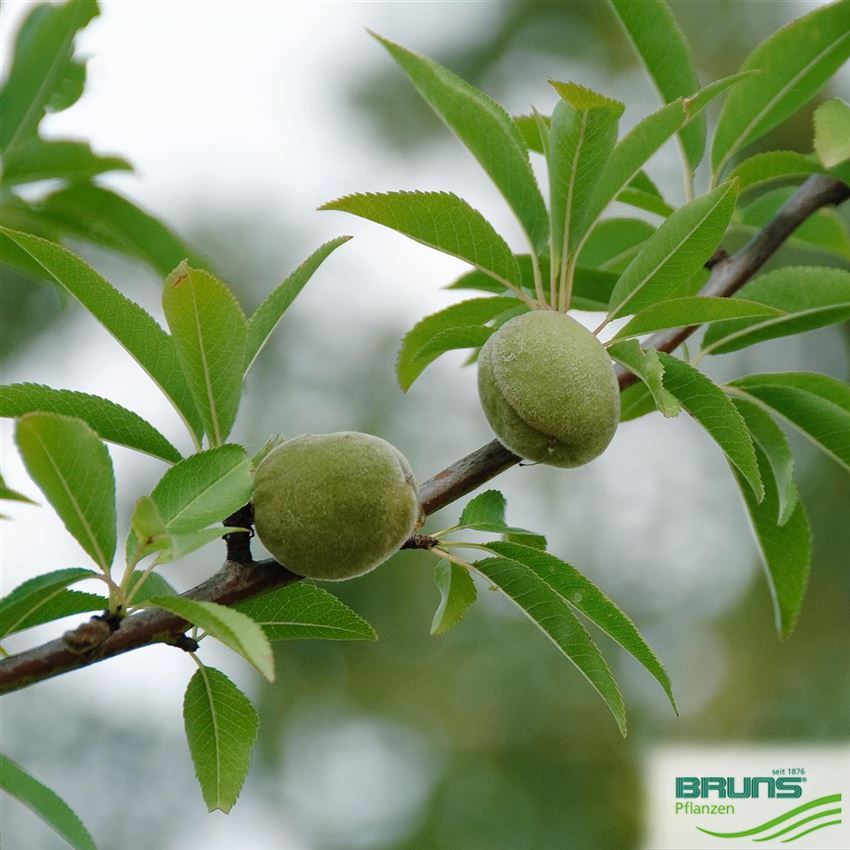 Prunus dulcis von Bruns Pflanzen