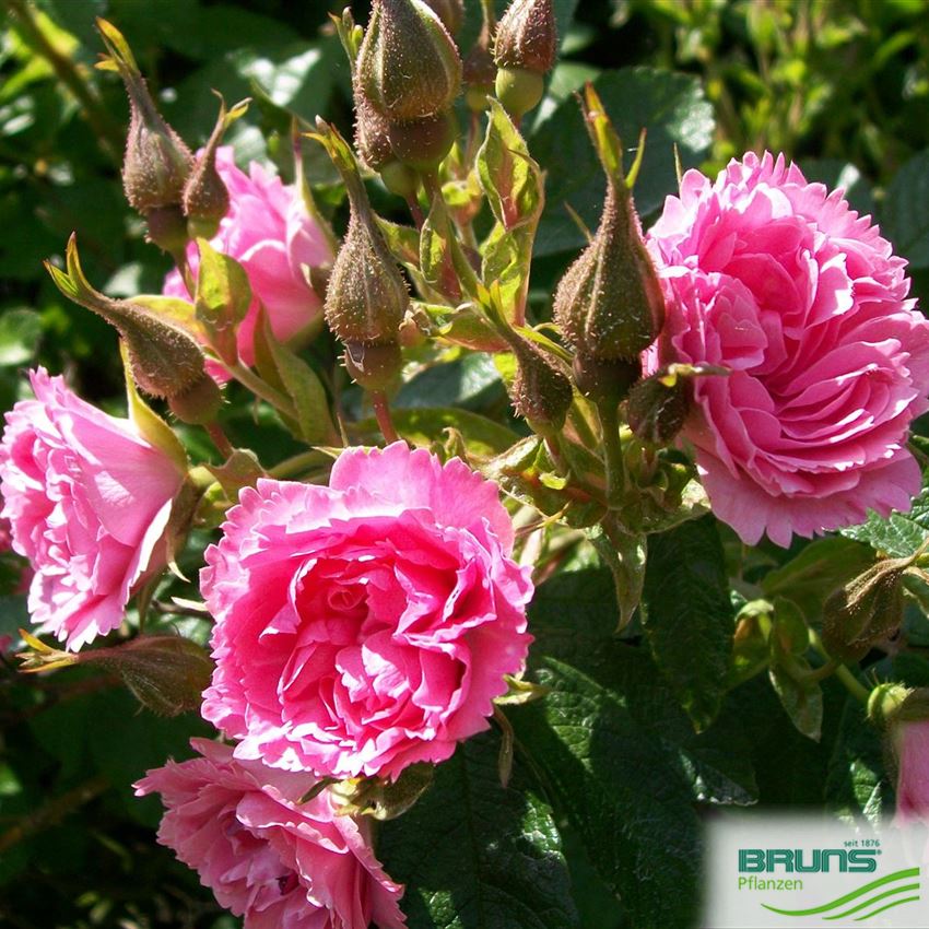 Grootendorst Strauchrose Pink Grootendorst Nelkenrose Rosa rugosa 1923 