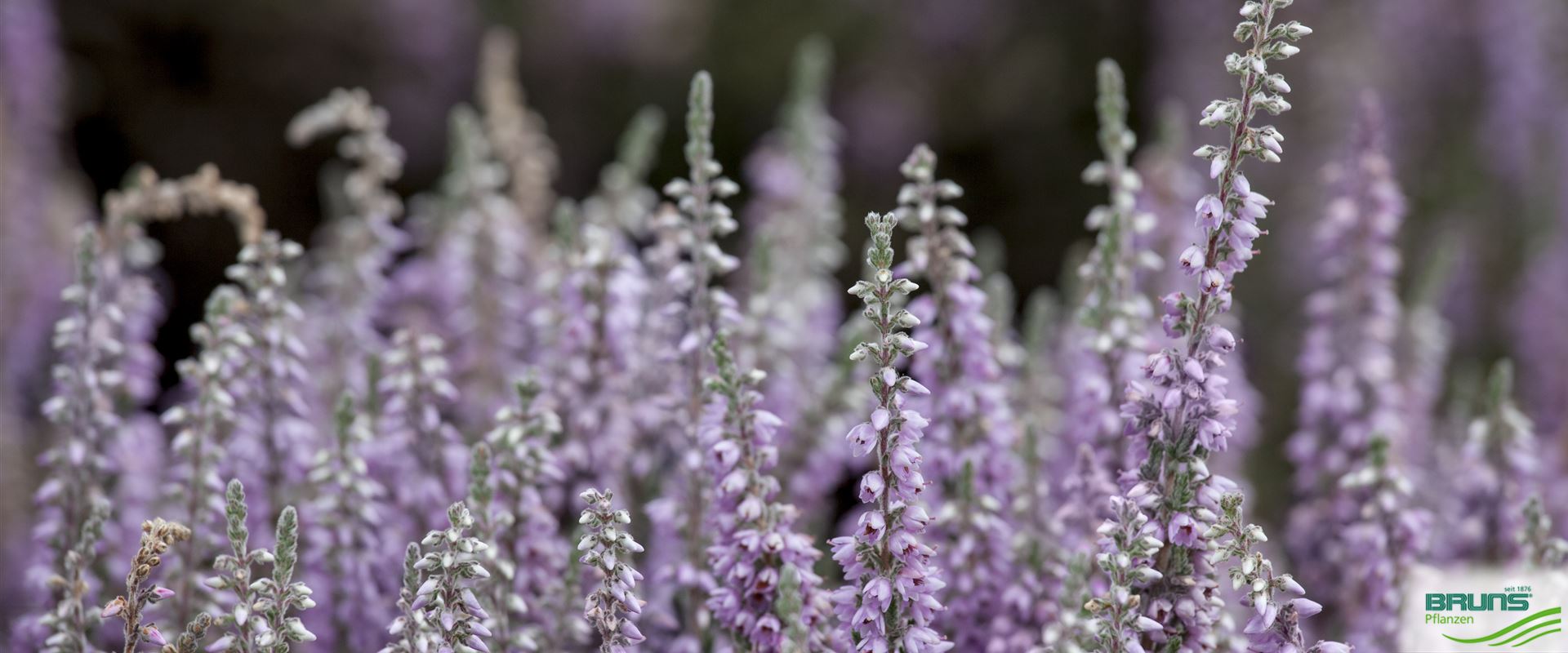 Calluna 'Silver Knight' von Bruns Pflanzen