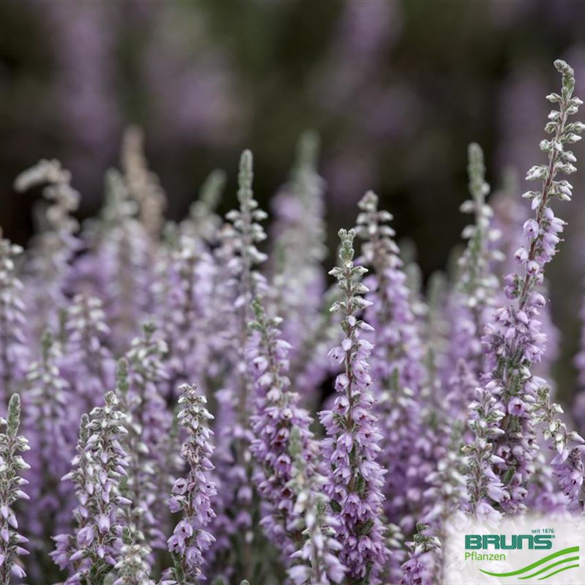 Calluna 'Silver Knight' von Bruns Pflanzen